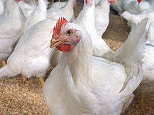 Supporting image for story: Plans to double size of chicken farn near Meifod to 200,000 