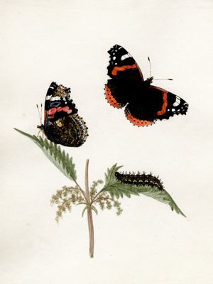 One of Katherine's detailed watercolours painted from nature