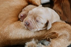 Two of the puppies born to Daisy