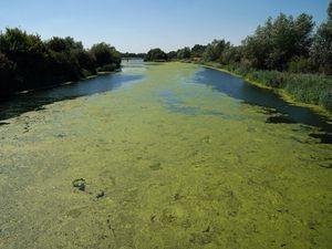 Supporting image for story: Rivers ‘will continue to die’ if nutrient rules change, say green groups