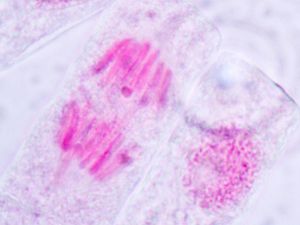 Supporting image for story: Scientists have captured the mesmerising dance of chromosomes inside our cells