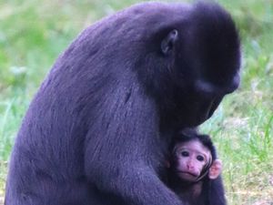 Supporting image for story: Dudley Zoo keepers celebrate birth of endangered Sulawesi crested macaque