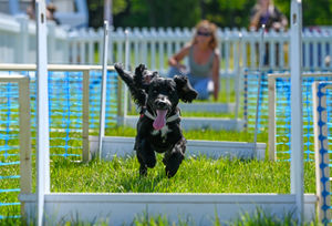 The Have-A-Go Agility Ring, partnered with Butcher's, allowed dogs of all shapes and sizes to give agility and flyball a try