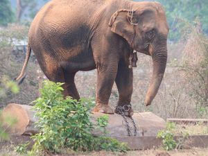 Supporting image for story: Wild-caught elephants have shorter lives, say researchers