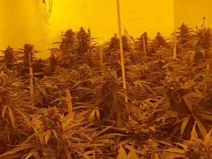 Supporting image for story: Hundreds of cannabis plants seized from Birmingham property