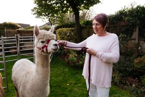LAST COPYRIGHT SHROPSHIRE STAR JAMIE RICKETTS 22/10/2022 - Heather Clarke from Newport is holding a breast cancer fundraiser at her home, with alpacas! In Picture: Husband Mike Clarke, Carlos, Teddy and Heather Clarke.