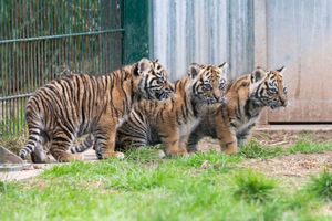 There are two girls and one boy in the trio. Photo: Matthew Lissimore