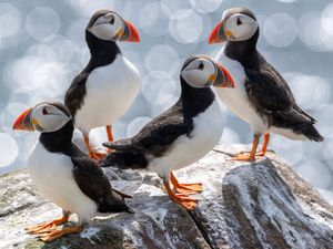Supporting image for story: Puffin population declared ‘stable’ on Farne Islands after bird flu outbreak