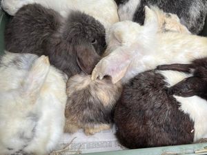 Supporting image for story: Shock and disgust as 100 frightened rabbits found abandoned in West Midlands woods