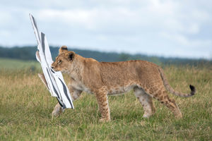 The lion cubs at West Midland Safari Park celebrated their first birthday with gift boxes and the park's adult lions