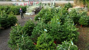 There are thousands of trees on offer at Bradshaws