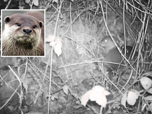 Supporting image for story: Watch: Experts thrilled as otters filmed at Shropshire beauty spot