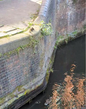 The ducklings were trapped on top of a high ledge by the canal as the mother duck circled below.