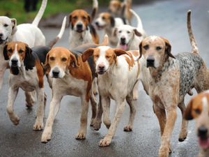 Supporting image for story: Shropshire Council criticised for giving £50,000 of Covid business aid to hunting groups