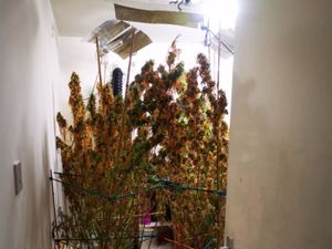 Supporting image for story: Cannabis farm found in Penkridge