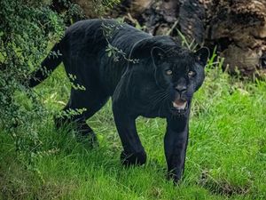 Supporting image for story: Chester Zoo welcomes rare jaguar in effort to protect ‘remarkable’ species