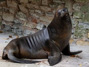 Supporting image for story: 'She'll be missed' - Dudley Zoo announce death of 'last of its kind' animal aged 29