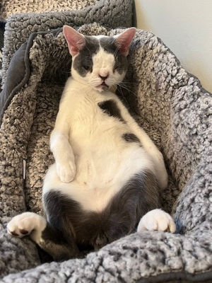 Sid has now found a new home and a new owner. Photo: RSPCA