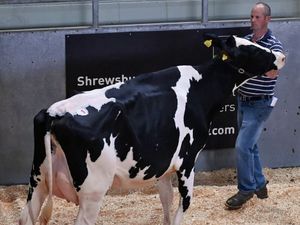Supporting image for story: Auctioneers to stage Christmas dairy event in Shrewsbury 