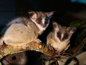 Supporting image for story: Tiny TV star bushbabies settle into their new Telford home at Exotic Zoo