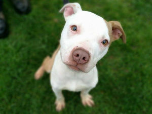 Supporting image for story: Shrewsbury charity aims to raise £50,000 to train assistance dogs