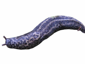 Supporting image for story: Watch out slugs, I'm out to get you this year!