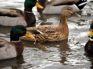 Supporting image for story: Newtown yobs hurl bottles at ducks
