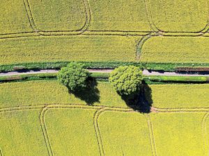 Supporting image for story: Fields put on annual spring show as the weather forecast looks up

