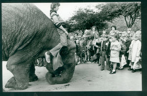 Pupils from the Robert Street school in Lower Gornal were getting to know Tanya the elephant in August 1978