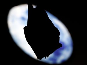 Supporting image for story