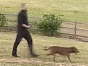 Supporting image for story: Dog attack leaves man injured and pet needing emergency surgery