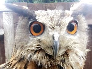 Supporting image for story: Appeal to help find Griffin the 'mummy's boy' owl