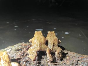 Toads taken to the safety of the mere