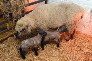 A ewe with her half an hour old lambs