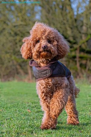 Joey, the winner of the Ginger Dog competition. Photo: Jordan Adelburgh Photography