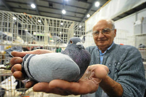 Mick Bray shows off one of his birds at the show
