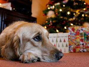 Supporting image for story: Local vets urge pet owners to keep festive treats out of reach and act fast if accidents happen