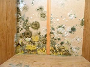 Supporting image for story: Landlord fined over mouldy homes