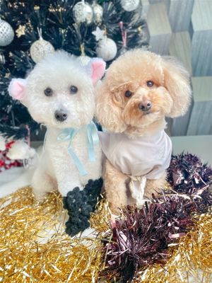 Monty and Max as a Sheep and a Shepherd from Brighton. 