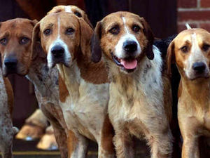 Supporting image for story: Hounds in Newport housing estate rampage