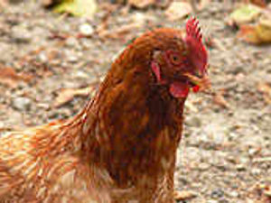 Supporting image for story: County farms in chicken unit bid