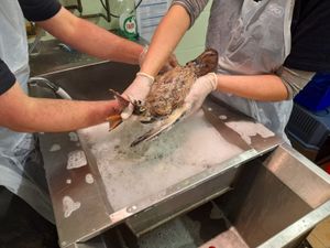 Supporting image for story: Birds rescued as more than £25,000 spent on clean up of diesel spillage in Netherton