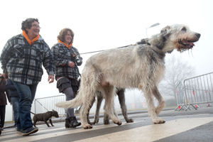 An Irish wolfhound arrives for the second day of Crufts 2018