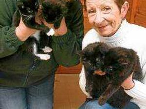 Supporting image for story: Cats need home after Telford rescue