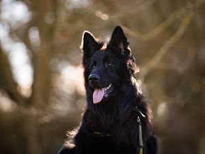 Supporting image for story: Appeal to find foster home for 'charming' German Shepherd Soot 