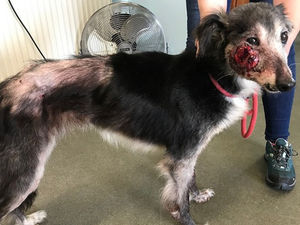 Supporting image for story: 'Such a callous act': Dying dog with tumour is dumped on hillside