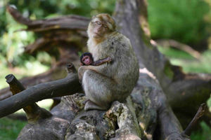 Supporting image for story: Trentham Monkey Forest reopens for half-term