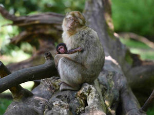 Supporting image for story: Trentham Monkey Forest reopens for half-term