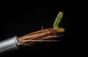 Supporting image for story