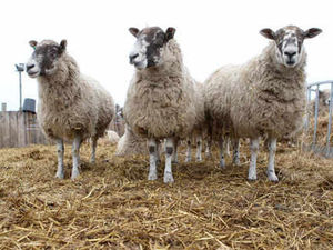 Supporting image for story: Farmers fear deadly virus will reach Shropshire